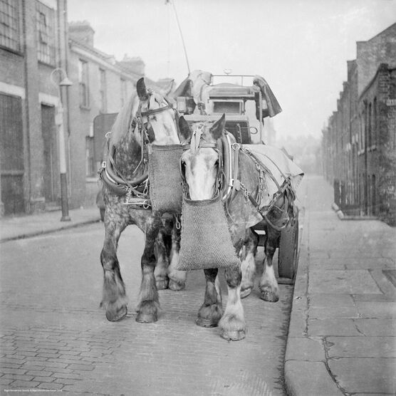 Nigel Henderson: Two horses pulling a carriage