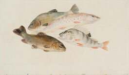 Turner: Study of Fish 