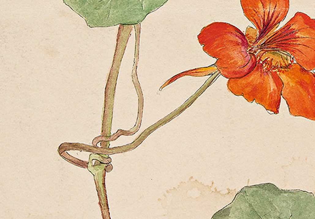 Art prints by plants, botanical, and nature themed / Featured Image: Hilma af Klint: Nasturtium (c.1890)